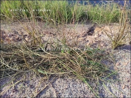 ตัดเอาเศษหญ้ามาปิดโคนต้นหญ้าแฝก เพิ่มความชื้น แต่ปิดแค่ด้านบน กันหน้าดินไหลลงสระไปด้วยในตัว