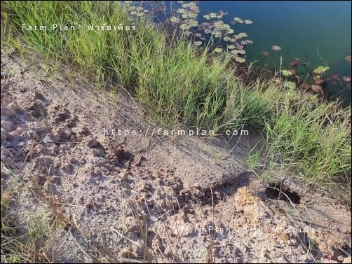 ดินสอพอง ลักษณะคล้ายดินเดียว แต่เป็นละอองดินขนาดเล็กๆ ไหลตามน้ำลงสระหมด ถ้าไม่มีหญ้าขึ้น