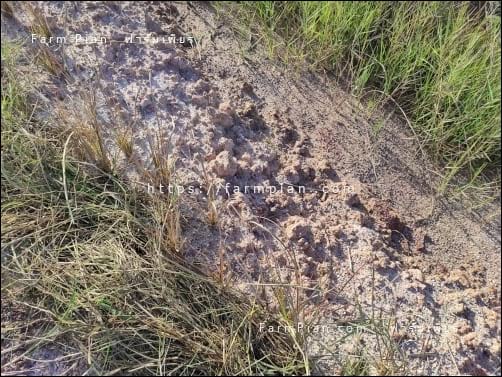 หญ้าแฝกกลุ่มนี้ ดูเหมือนจะตาย แต่คลุมหญ้าเศษหญ้าให้ไม่แน่ใจ จะตาย หรือจะรอด