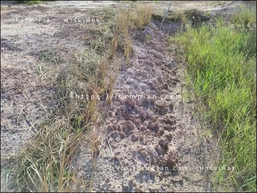 เศษหญ้ามีน้อย คลุมดินเฉพาะบริเวณไปก่อน หญ้าด้านล่างกำลังค่อยๆ ไล่ขึ้นมา