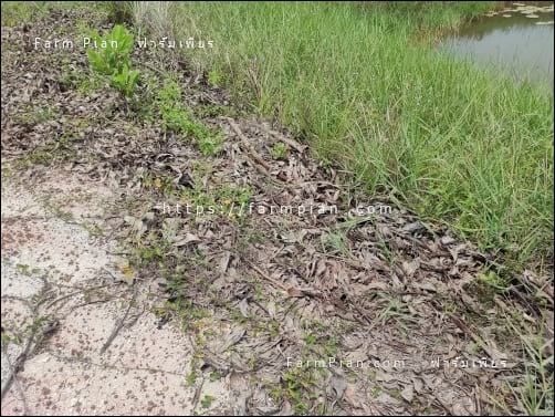 ผ่านไปเกือบปี หญ้าแฝกไม่ตาย แต่ก็ไม่ค่อยโต จนหญ้าขอบสระเบียดขึ้นมาชนแล้ว