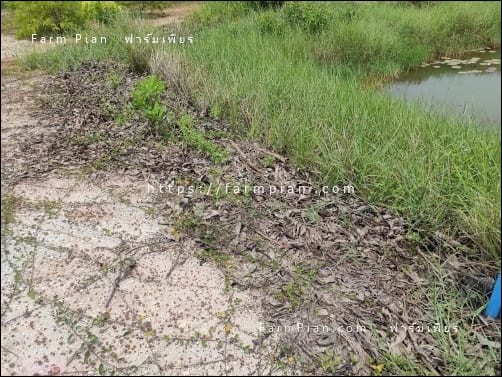 ทำแล้วเห็นประโยชน์ บริเวณที่คลุมดินเอาไว้ หญ้าอื่นๆ เริ่มขึ้นบ้างแล้ว เดี๋ยวดินก็ดีขึ้น