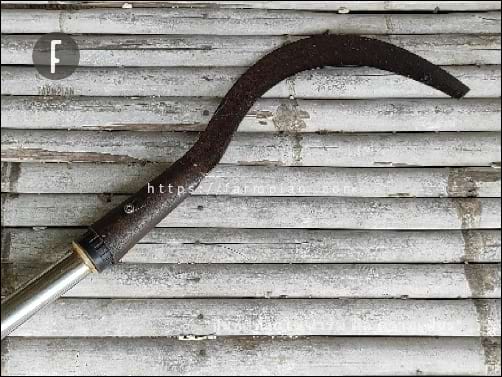 เคียวเกี่ยวข้าว ประกอบเข้ากับ ด้ามยืดหด อเนกประสงค์ ก็เลยออกมาเป็น ด้ามเกี่ยวหญ้า สำหรับใช้ในฟาร์มเล็กๆ ของเรา