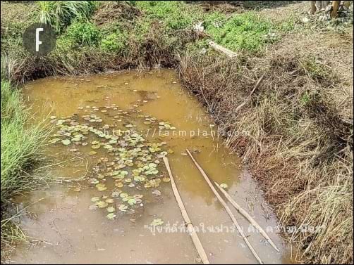 สระน้ำเล็กๆ ที่บอกเอาไว้ ส่วนท่อนไม้ที่เห็นนั้นคือไม้ไผ่ ยังไม่ได้ใช้งาน ก็ทิ้งเอาไว้ในน้ำแบบนี้ อยู่ได้นาน ต้องการใช้งานเมื่อไหร่ ก็ลากขึ้นมาใช้
