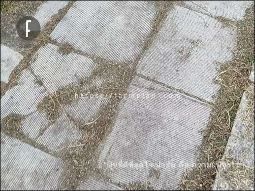 พอเก็บกวาดหญ้า วัชพืช ใส่ถุงไปแล้ว พื้นฟุตบาท ก็ดูเรียบเนียนดีอย่างที่เห็น