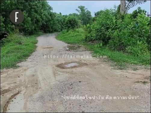 ถนนด้านหน้า ทางเข้าฟาร์มเพียร ยังเป็นถนนลูกรัง เพราะหน่วยงานท้องถิ่นเค้างัดข้อกัน ประชาชนคนธรรมดาๆ ก็เลยต้องรับสภาพไป
