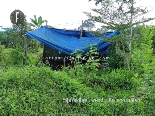 ขนำน้อย ที่ทำเอาไว้ตั้งแต่เริ่มต้นปลูกทุเรียน ทำเอาไว้เพื่อหลบแดด และหลบฝนได้บ้าง ตอนนี้ สภาพยังไม่ถึงกับถล่มลงมา แต่มันก็พังแบบไม่น่าเข้าไปหลบแดดแล้ว