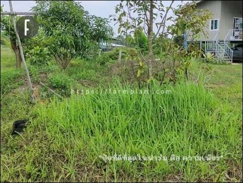 หญ้าคา เป็นหญ้าโตไว ตัดไปไม่กี่วัน โดนน้ำหน่อย ก็พุ่งแล้ว ก็ไม่แปลกใจ ที่ใครๆ ก็พากันเกลียดหญ้าคา แต่โดยส่วนตัว ผมกลับคิดว่า หญ้าคา มีรากที่แข็งแรง มันช่วยพรวนดินได้ดีทีเดียว