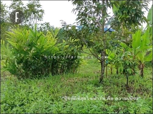 บนโคกปลูกทุเรียน ชายโคกทุเรียน ก็ปลูกข่า ตอนนี้ใหญ่เกินไป ต้องเอาออกแล้ว เดี๋ยวจะย้ายที่ปลูก