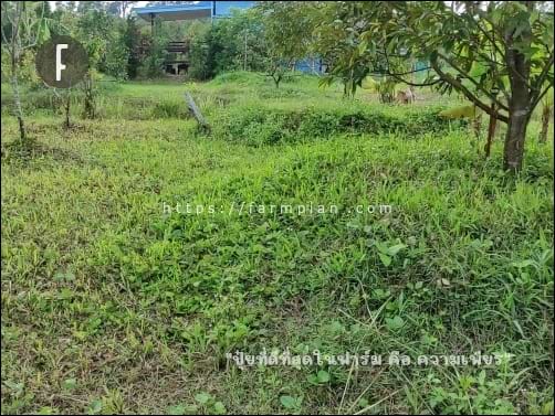 ตัดหญ้าสวนทุเรียน ฟาร์มเพียร ด้วยเครื่องตัดหญ้าแบตเตอรี่ DIY เพราะที่นี่ เราไม่ใช้ยาฆ่าหญ้า และเบื่อกลิ่นน้ำมันเครื่องตัดหญ้า