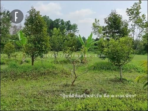 มีต้นฝรั่งที่ใกล้ตาย และตายแล้ว จำนวนมาก โดนโรครุมทำร้าย มีแต่ทรง กับทรุด มีใบใหม่ได้ไม่นาน ก็โดนโรคเข้าทำลายทุกที เดี๋ยวต้องเอาออก เปลี่ยนไปปลูกอย่างอื่นแล้ว