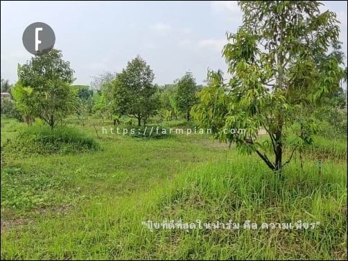 ฟาร์มแห่งนี้ เริ่มต้นจากดินถม ดินที่ไม่มีชีวิต ก็ต้องออกแรง และใช้ความเพียรมากหน่อย เจ้าของสวนก็มือใหม่ ไม่เคยปลุกไม้ผลมาก่อน ใหม่ทั้งคน ทั้งดิน แต่เอาเถอะ มีความเพียร มันก็จะสำเร็จ