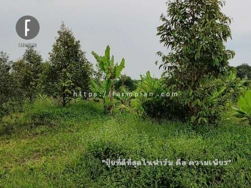 หญ้ายังขึ้นดีอยู่นะ ต้นทุเรียนก็ยังรอดแล้งอยู่ได้