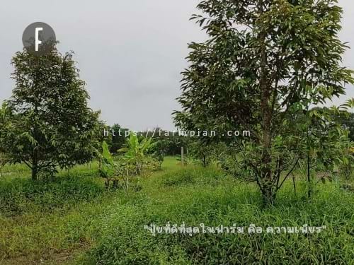 สวนทุเรียนถูกทิ้ง 2 อาทิตย์ ตั้งแต่ปลายมีนาคม สภาพจะเป็นยังไงบ้าง ก็ตามที่เห็นเลยครับ หญ้ายังเขียวเหมือนเดิม