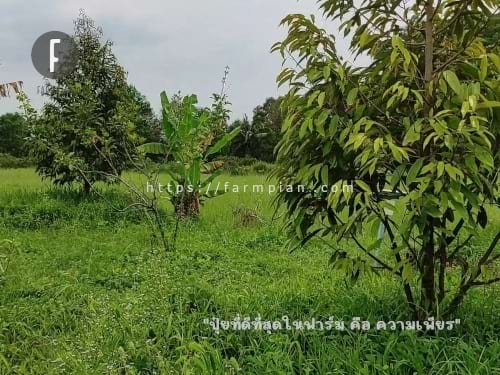 2 อาทิตย์ของหน้าร้อน หญ้ายาวไม่เท่ากับ 2 อาทิตย์ของหน้าฝนแน่นอน ยังไงก็โตไม่เท่ากัน