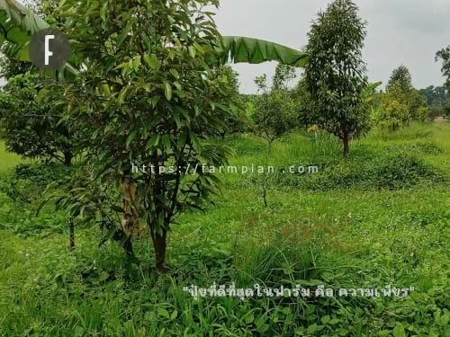 จะมีคนเชื่อไหมนะว่า ทุเรียนแปลงนี้ รดน้ำด้วยปั๊มน้ำ และแผงโซล่าเซลล์มาตั้งแต่เกิด