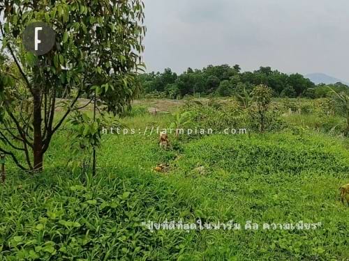 แปลงด้านหลังที่ดูโล่งๆ นั่นอีกเจ้าของนึง เพิ่งจะปลูกต้นใหม่ ได้ไม่ครบปี ณ ตอนที่เขียนบทความ