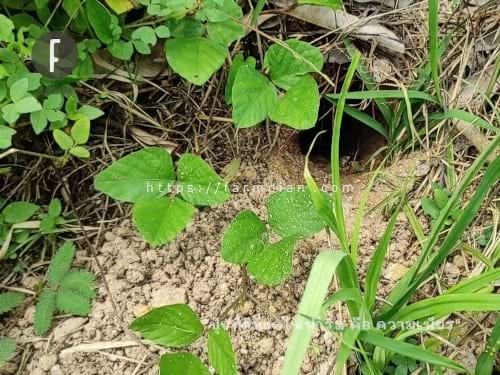 รูที่เห็นนี้ อยู่ตรงโคกทุเรียน หนูพุก เจาะไว้ให้ สวนข้างๆ เคยเตือนไว้อยู่ว่า แถวนี้ชุม ถ้ามีหญ้าขึ้นเยอะๆ พี่ต้องเจอกับมันแน่ โคกนี้มี 3 รูเชียว