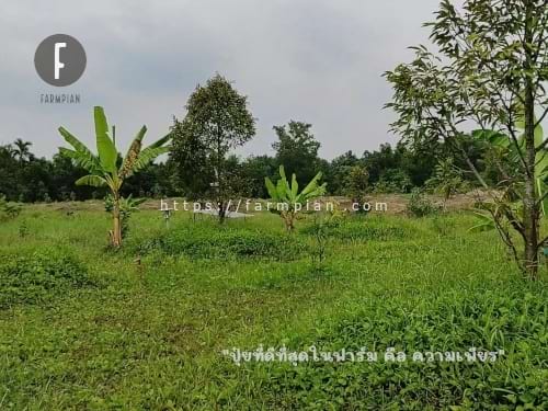 สวนใหม่ ดินใหม่ ความสมบูรณ์น้อย ต้นกล้วยยังไม่โตเลย โด๊ปหนักๆ ด้วยปุ๋ยเคมีก็ไม่ไหว ไม่ใช่แนว ขอแบบไม่รีบ ไม่เร่งก็แล้วกัน