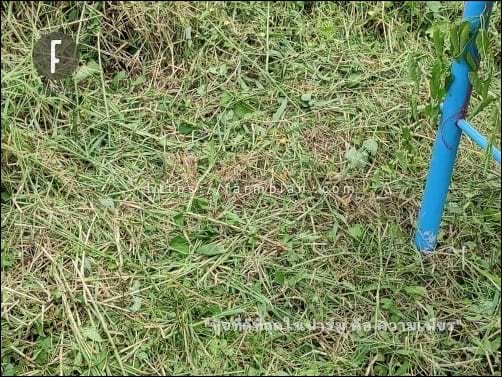 
หญ้าเตียนเพราะตัด ถ้าไม่ตัดแผงโซล่าเซลล์โดนคลุมมิดแน่นอน ดูเถาว์ไม้เลื้อยที่ปีนป่ายขาตั้งแผงโซล่าเซลล์นั่นสิ ธรรมดาซะที่ไหนกัน