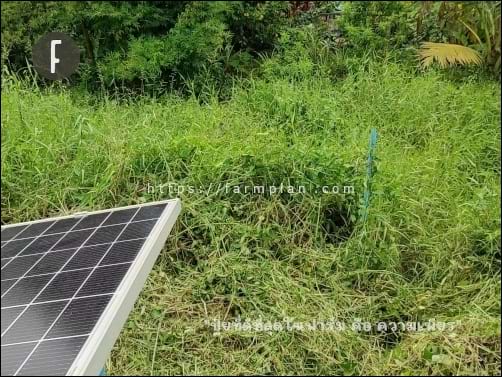 ท่อ PVC สีฟ้าๆ นั่น ปักเป็นหมุดหมายว่า เดินจากฝั่งมา ให้เดินมาตรงนี้ เพราะมองอะไรไม่เห็นเลย ทางขึ้นอยู่ตรงตำแหน่งนี้ เรียก ฟาร์มนี้ว่า ฟาร์มเพียร เหมาะไหม?