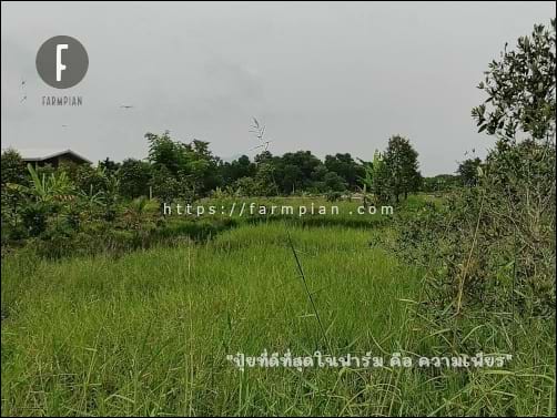 มองจากเนินดินเตี้ยๆ ที่ติดตั้งแผง จากคลอง ส่งน้ำไปตรงปู๊นนนนนน แถวๆ กลางภาพ ตรงต้นกล้วย เลยไปเล็กน้อย คือ ตำแหน่งของสระน้ำ