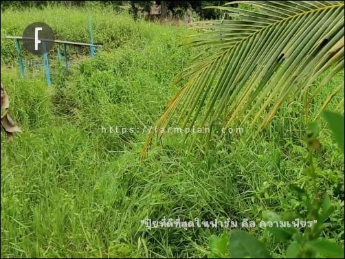 จากขอบของที่ข้างเคียง ต้องเดินฝ่าพงหญ้าหนาๆ มีน้ำขัง ไปที่เนินดิน ถ้าต้องเดินไปเดินมาบ่อยๆ เกรงว่า จะถูกไอ้หลามมาดักรองาบเอาได้