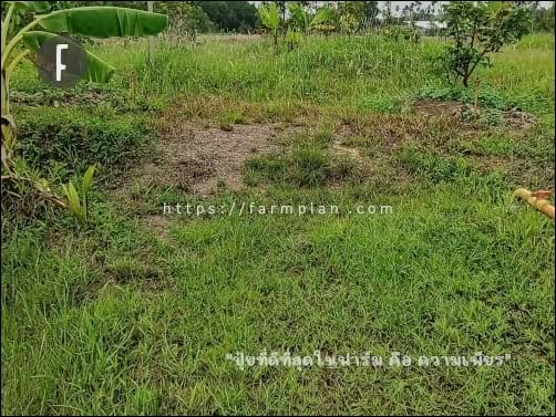 จะดินไปที่ริมคลอง ต้องขออนุญาตเดินลัดเลาะ พื้นที่ของแปลงข้างเคียงด้วย เพราะพื้นที่ที่ยังไม่ถม มีน้ำขังตลอดปีไปแล้ว มันไม่แห้งเลยมาหลายปีแล้ว