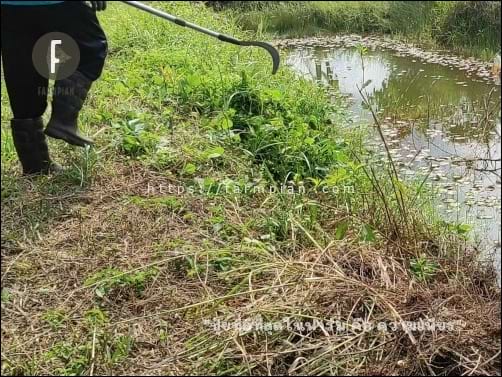 ด้ามต่ออเนกประสงค์ ถูกนำมาดัดแปลง ต่อเข้ากับเคียวเกี่ยวข้าว เอามาเกี่ยวหญ้าขึ้นจากสระ ได้ลงตัวดีจริงๆ