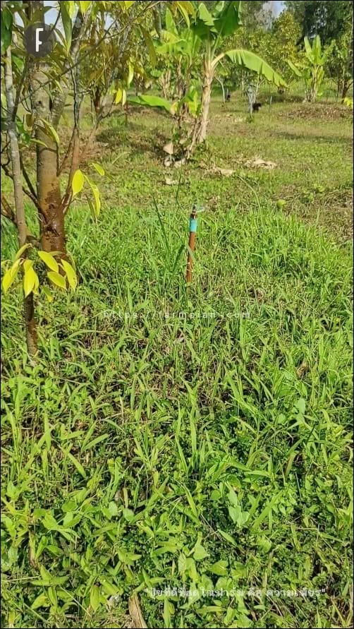 หัวเหวี่ยง รดน้ำต้นทุเรียน เหวี่ยงน้ำแล้ว ดูในรูปไม่ชัด ขอแนะนำให้ไปดูคลิปวีดีโอ