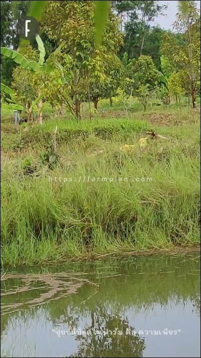 หัวสปริงเกอร์เริ่มเหวี่ยงน้ำแล้ว มองเห็นกันไหมเอ่ย มองยากนะ สำหรับภาพนิ่ง ดูคลิปวีดีโอ จะเห็นถนัดกว่า