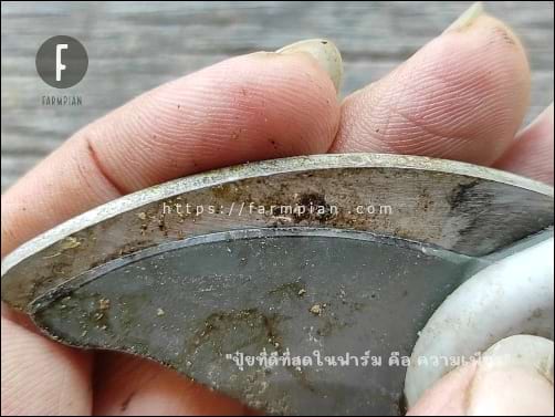 ดูคมของกรรไกรที่ออกอาการ ต้องลับคมอีกสักภาพ จากความคมที่บางๆ กลายเป็นความหนา นี่แหละ สาเหตุที่ทำให้เราต้องออกแรงเยอะตอนตัดกิ่ง ด้วยกรรไกรที่ไม่คม