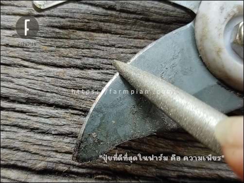 ผมใช้ตะไบเพชร แบบแบนท้องปลิง เพราะปลายแหลมดี ค่อยตะไบวนๆ ไปเรื่อยๆ ตั้งแต่ปลาย ไปถึงโคน แล้ววนกลับมาใหม่ ที่สำคัญ ตั้งมุมเอียง ระหว่างตะไบกับคมมีดให้ดีๆ ให้แนบสนิทไปตลอดเวลา