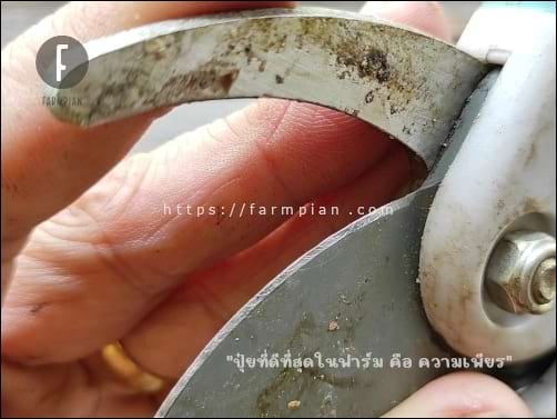 คมมีดของกรรไกรตัดกิ่ง ที่ผ่านการลับคมมาแล้ว ยังมีร่องรอยของการวนตะไบอยู่เลย แต่ร่องรอยเบลอของคมกรรไกร หายไปแล้ว ไม่ต้องออกแรงมากเหมือนกับตอนไม่คมแล้ว