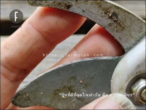 อีกสักภาพ เผื่อมองเห็นได้ชัดเจนกว่า เบลอของคมมีด คมกรรไกร หายไปแล้ว อย่าลืมว่า ตอนตะไบอย่าใจร้อน ไม่ต้องออกแรงมาก แต่ตะไบไปเรื่อยๆ ขยับไปทีละนิดก็พอ