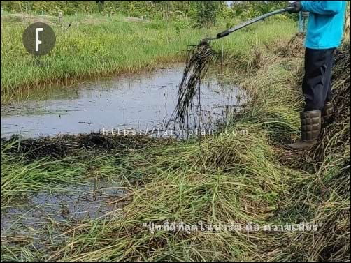 เอาหญ้าออกจากร่องน้ำในสวน ด้วยเคียวกับด้ามต่ออเนกประสงค์